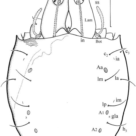 Oribatella Superbula Larva Dorsal Aspect Legs Partially Drawn Scale