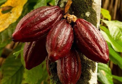 Mature fruits form five to seven months after pollination. The Cacao Tree, Cacao Fruits & Cacao Beans - Aduna