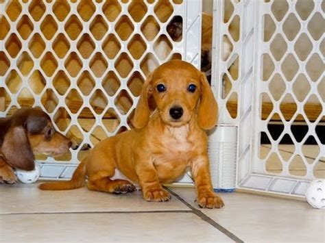 One blue and tan female $1100. Miniature Dachshund, Puppies, For, Sale, In, Green Bay ...