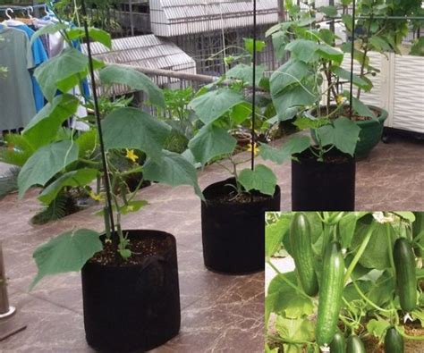 Growing Cucumbers In Containers Information Agri Farming