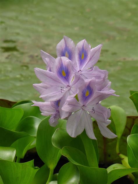 Free Download Water Hyacinth Hyacinth Flower Purple Flower Water