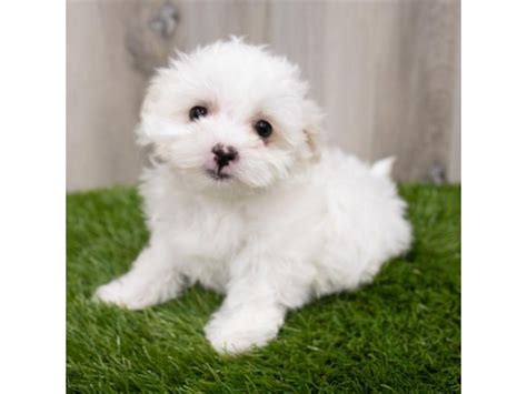 Maltese Dog Female White 3447868 Petland Frisco Tx