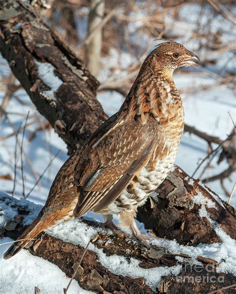 Vocal Winter Ruffed Grouse Photograph By Timothy Flanigan Pixels