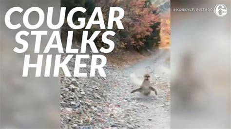 Viral Video Shows Cougar Stalking Utah Hiker In Terrifying 6 Minute