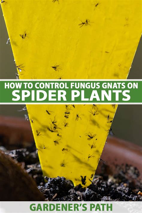 How To Control Fungus Gnats On Spider Plants Gardeners Path