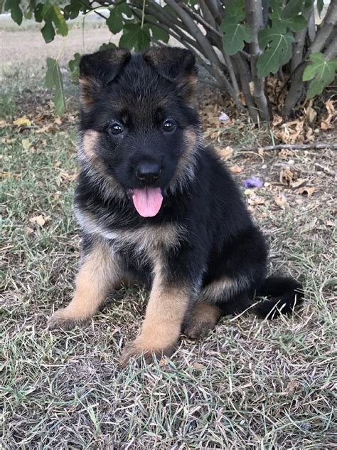 Shelby Vom Nevadahaus Female German Shepherd Puppy For Sale