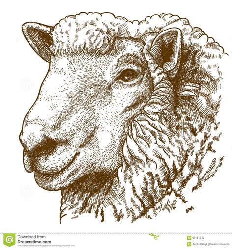 Vector Illustration Of Engraving Head Of Sheep Sheep Drawing Sheep