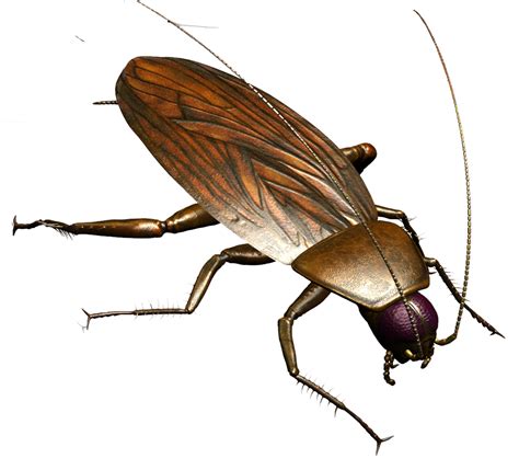 Roach Png Image Roaches Insects Animals