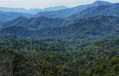 Inilah 5 Daerah Dengan Hutan Terluas Di Indonesia