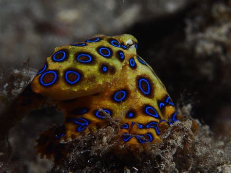 Blue Ringed Octopus The Beautiful Angel Of Death From The Ocean