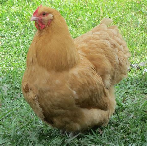 American Buff Orpington Hen From White House Farm Poultry Poultry Farm Delaware Chickens
