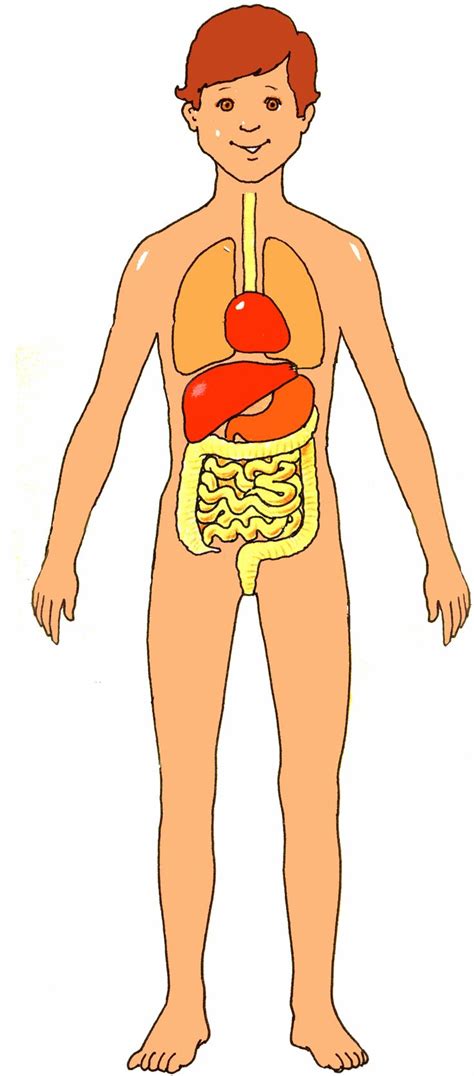 Parts Of The Human Body Clipart Clipground