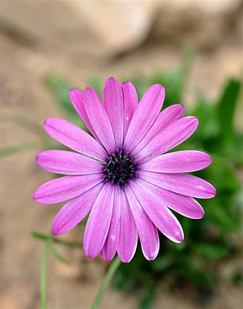 Purple Flowers Stock Image Image Of Beautiful Romantic 74062343