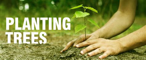 Tea plantation landscape hd pictures. Planting trees - clickastro.com