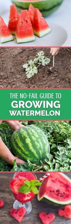 Growing Watermelons Learn The Tricks And How To S Watermelon Plant How To Grow Watermelon
