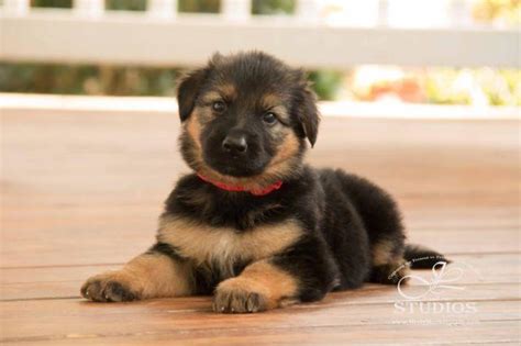 Puppyfinder.com is your source for finding an ideal german shepherd dog puppy for sale in usa. German Shepherd Puppy for Sale - Lady Lu for Sale in ...
