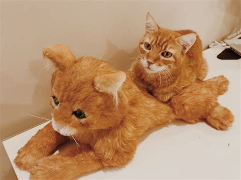 Cat Finds Comfort In Her Sisters Stuffed Animal Look Alike