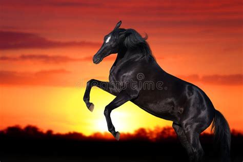 156 Horse Rearing Sunset Stock Photos Free And Royalty Free Stock