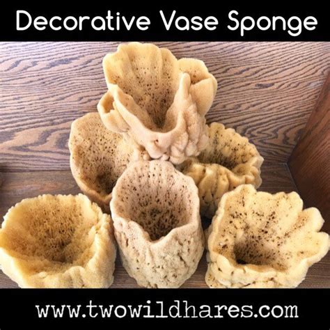 Xl Vase Sea Sponge 1pc 7 9 Decorative Magnificent Display Sponge