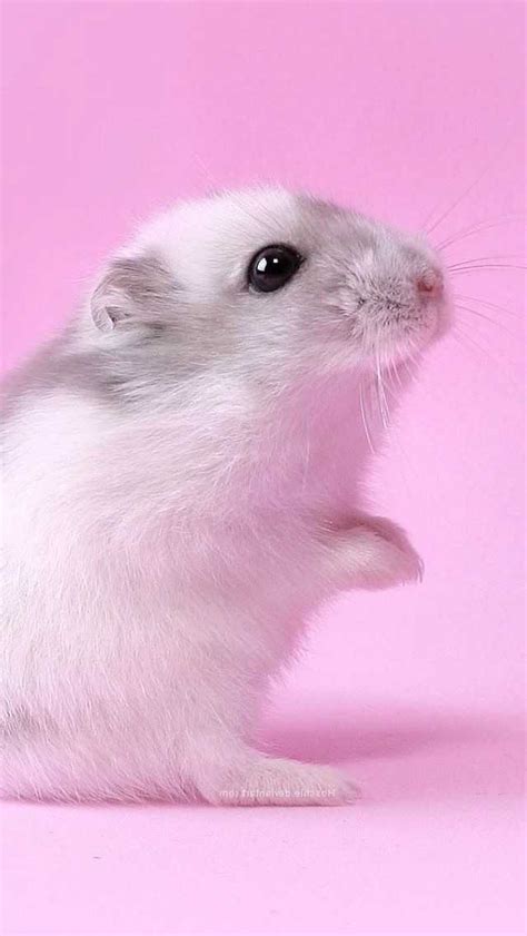 Hamster Wallpaper En