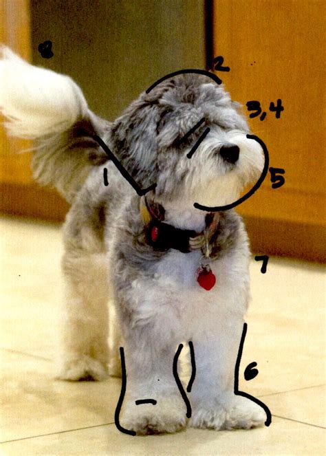 Watch the video explanation about brushing your doodle the correct way online, article, story, explanation, suggestion, youtube. How to groom a Labradoodle, Labradoodle Haircut