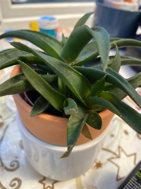 Help To Id This Aloe Was Just Labelled As ‘jurassic Plant Also Need