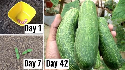Preparing cucumber seeds for planting. FASTEST Way to Grow Cucumbers at Home - Seeds to ...