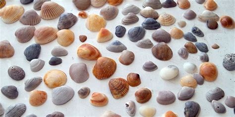 A Guide To Shells Youll Find At Myrtle Beach