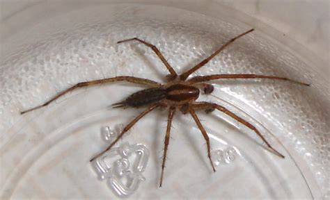 Male Tegenaria Agrestis Hobo Spider Asgiwahya Flickr