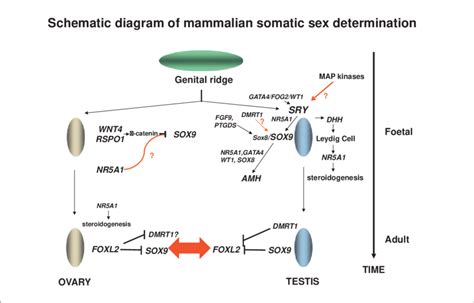 The Molecular And Genetic Events In Mammalian Sex Determination And