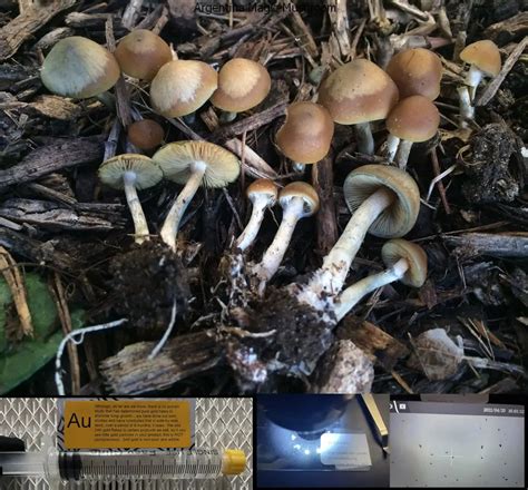 Argentina Magic Mushroom Miracle Farms Spores