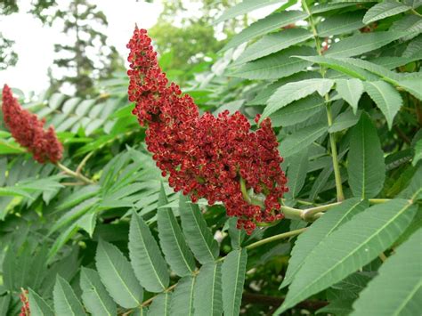 It is a coarsely ground, dark red powder and sumac is a spice that is popular in the middle east. 5 Edible Native Plants! - Blue Water Baltimore
