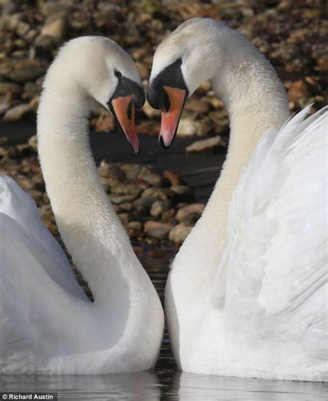 Love Birds Romantic Swans Cosy Up To Form A Perfect Heart Shape