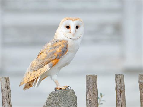 How Long Do Barn Owls Live Complete Guide Unianimal