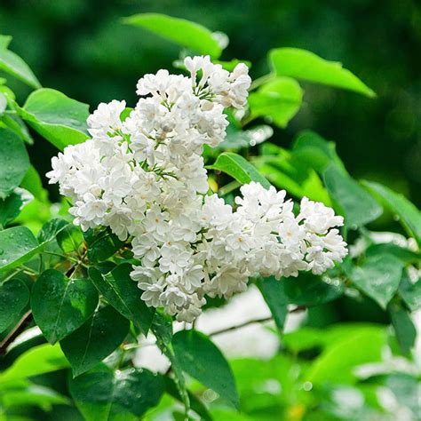 Ivory Silk Japanese Lilac Trees For Sale