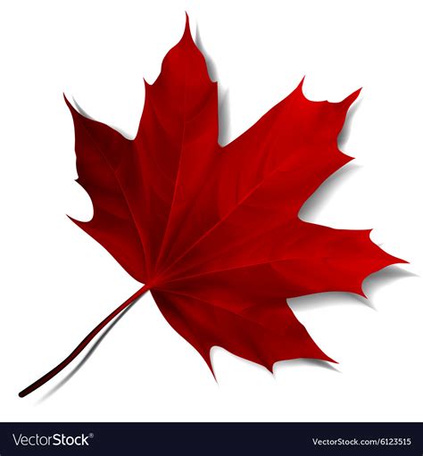 Realistic Red Maple Leaf Royalty Free Vector Image