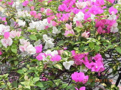 Here you'll find care & growing tips for bougainvillea. my G@Rdening frenzY: BOUGAINVILLEA 'MARY PALMER'