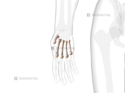 Metacarpal Bones Of Right Hand And Wrist Biodigital Anatomy