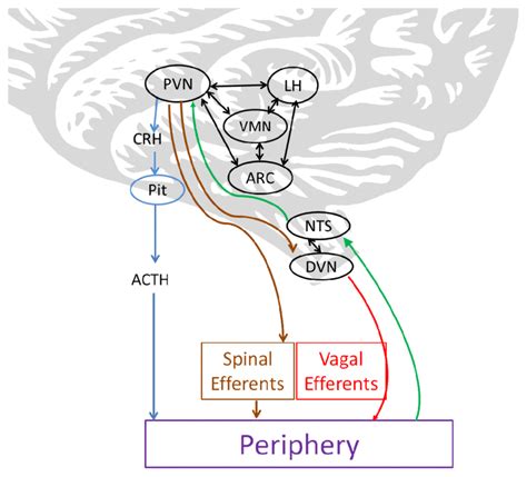 Afferent Glucose Sensing Pathways Neural Integration And Efferent