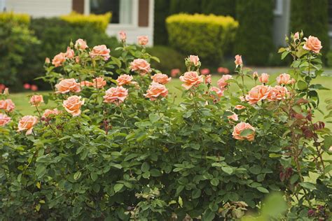 How To Grow And Care For Hybrid Tea Roses