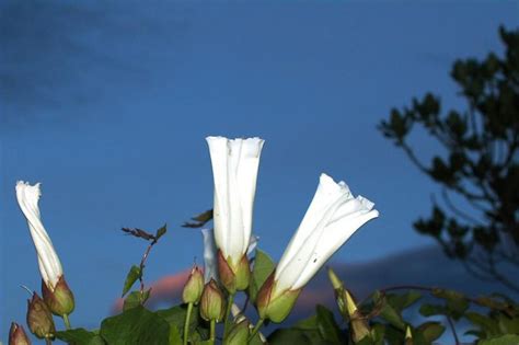 Maybe you would like to learn more about one of these? The Enchanted Petal: September 2013