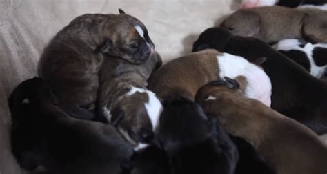 Momma Dog Pregnant With 12 Puppies Refused To Give Birth At Shelter