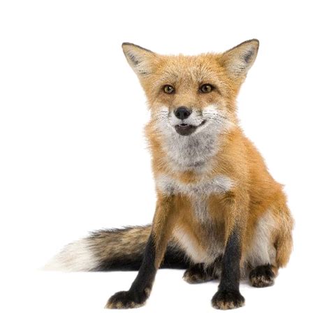 Red Fox Transparent Images Png Arts