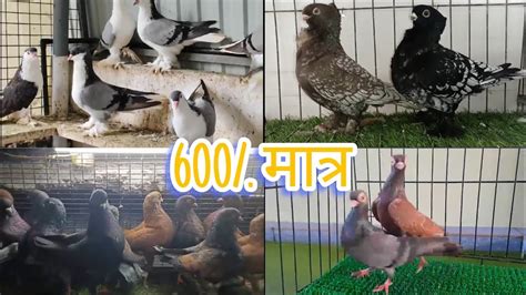 Fancy Pigeons For Sale Kerala Fancy Pigeons Farm Oriental Frill