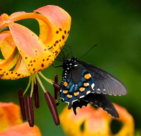 10 Types Of Lilies Gardeners Should Grow Birds And Blooms
