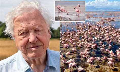 David Attenborough Teases Extraordinary Moment In New Film