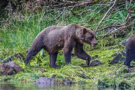 Cannundrums Brown Bear Chichagof Island Alaska