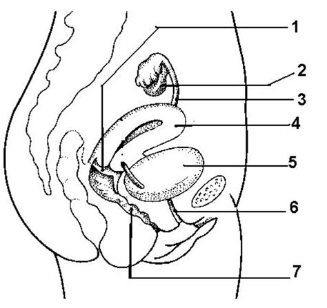 Female Reproductive System Side View Diagram Quizlet