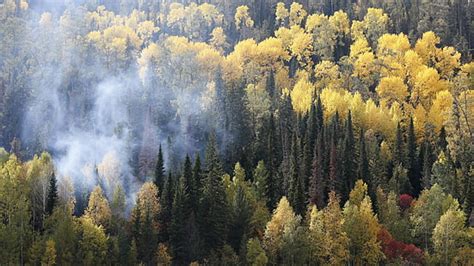 Hd Wallpaper Lone Tree Landscape Altai Mountains Siberia Russia
