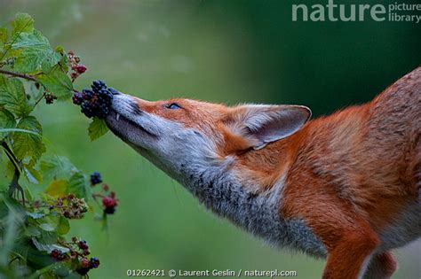 Stock Photo Of Red Fox Vulpes Vulpes Feeding On Blackberries Rubus